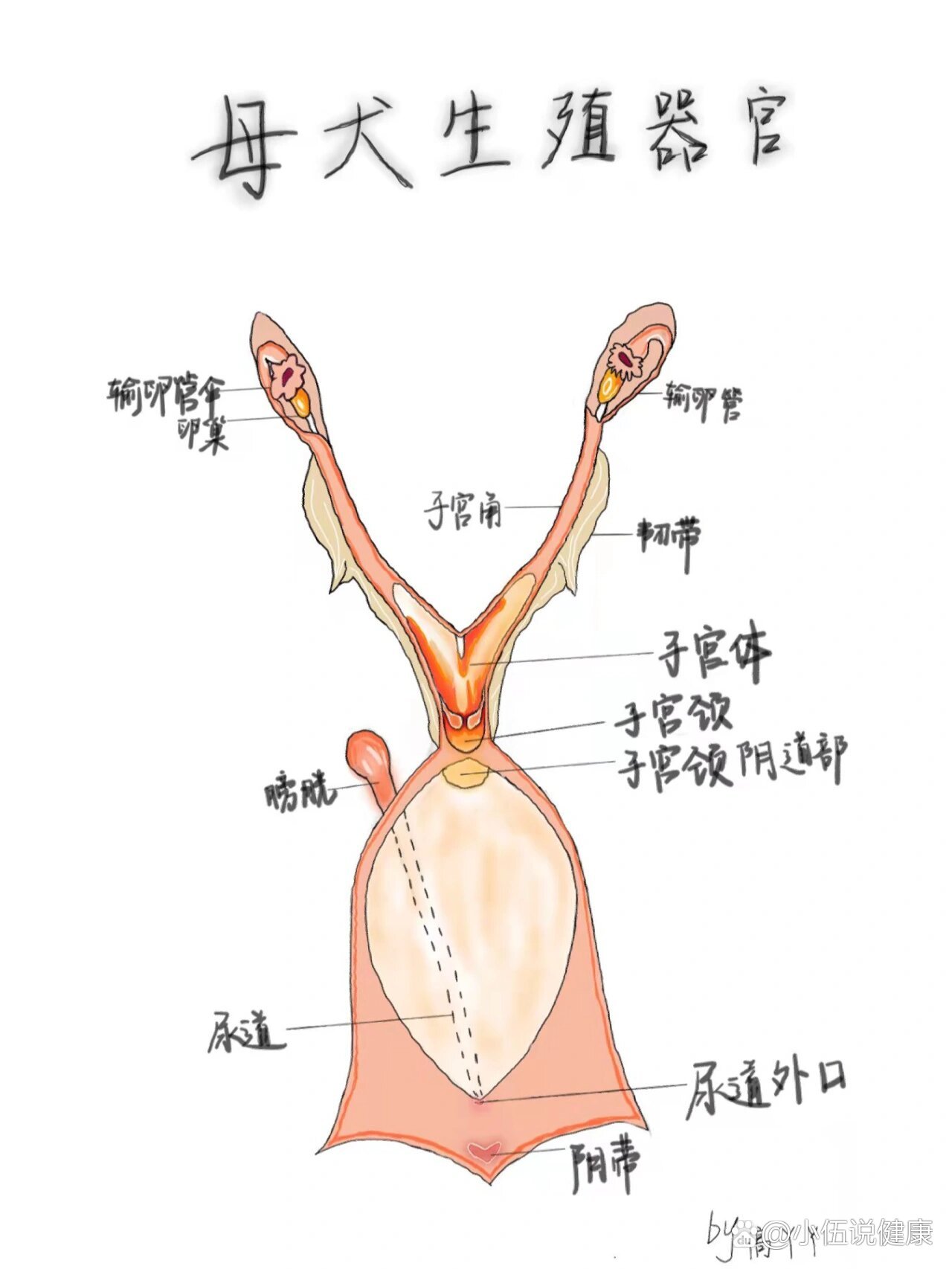 狗的内脏结构图图片