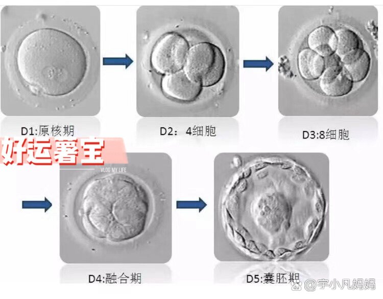 试管移植第三天胚胎图图片