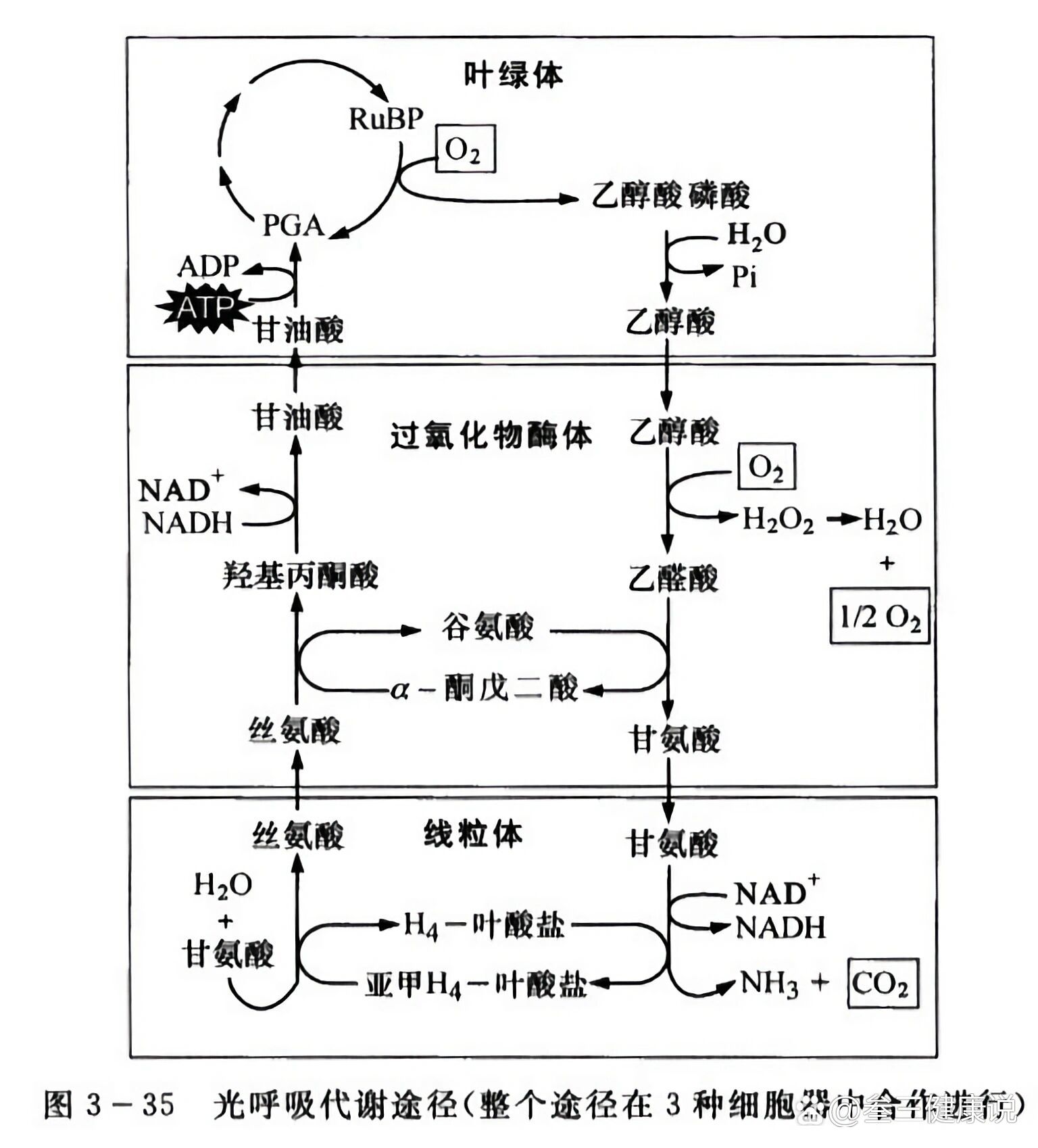 光反应过程图解图片