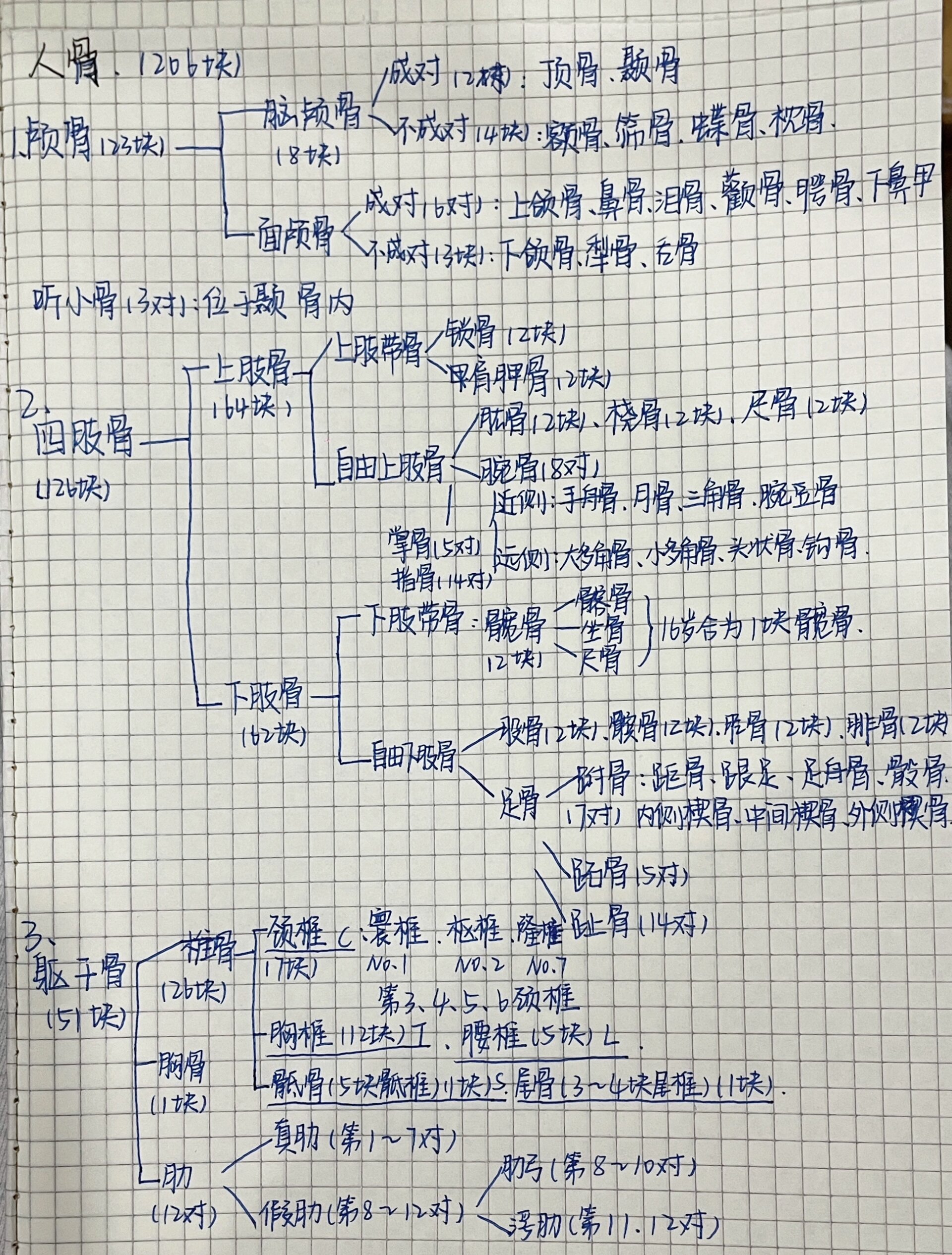 骨学的知识框架图图片