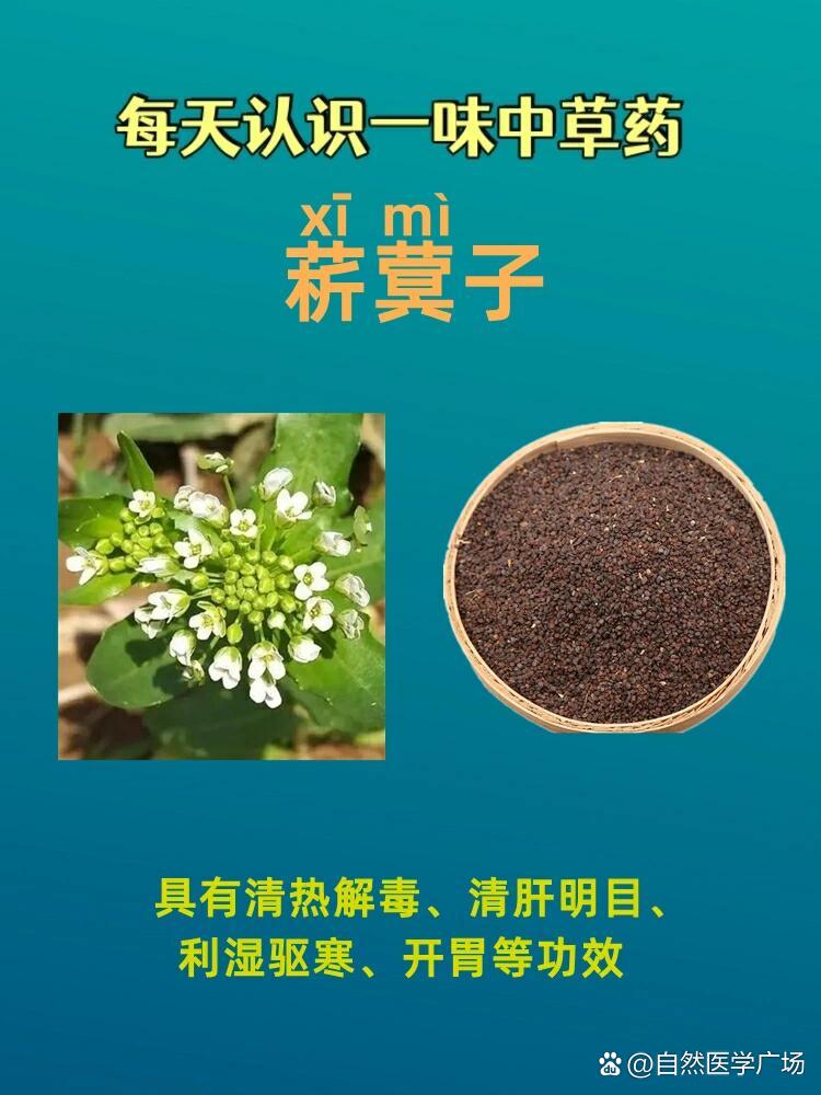 菥蓂子别名图片