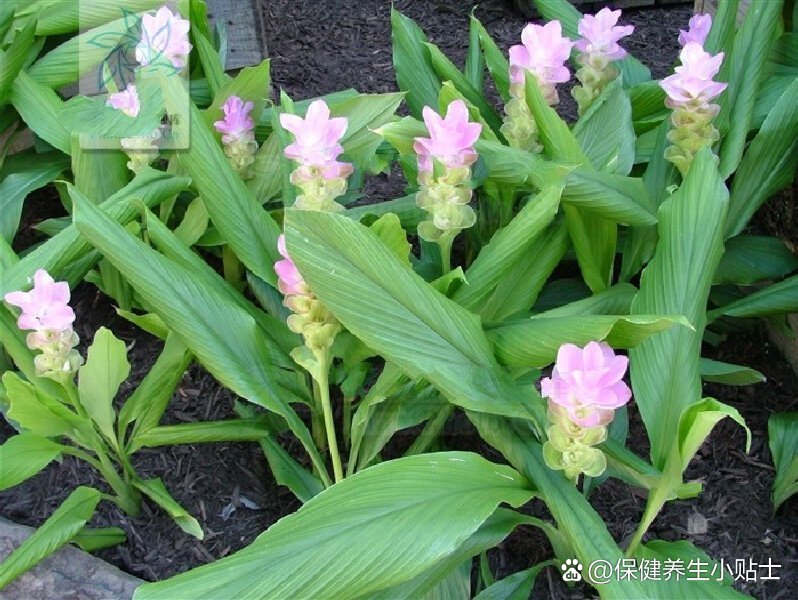 《中药学》凌一揆主编 br>郁金  (《新修本草》) br>【性味归经】辛