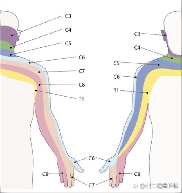 上臂背侧示意图图片