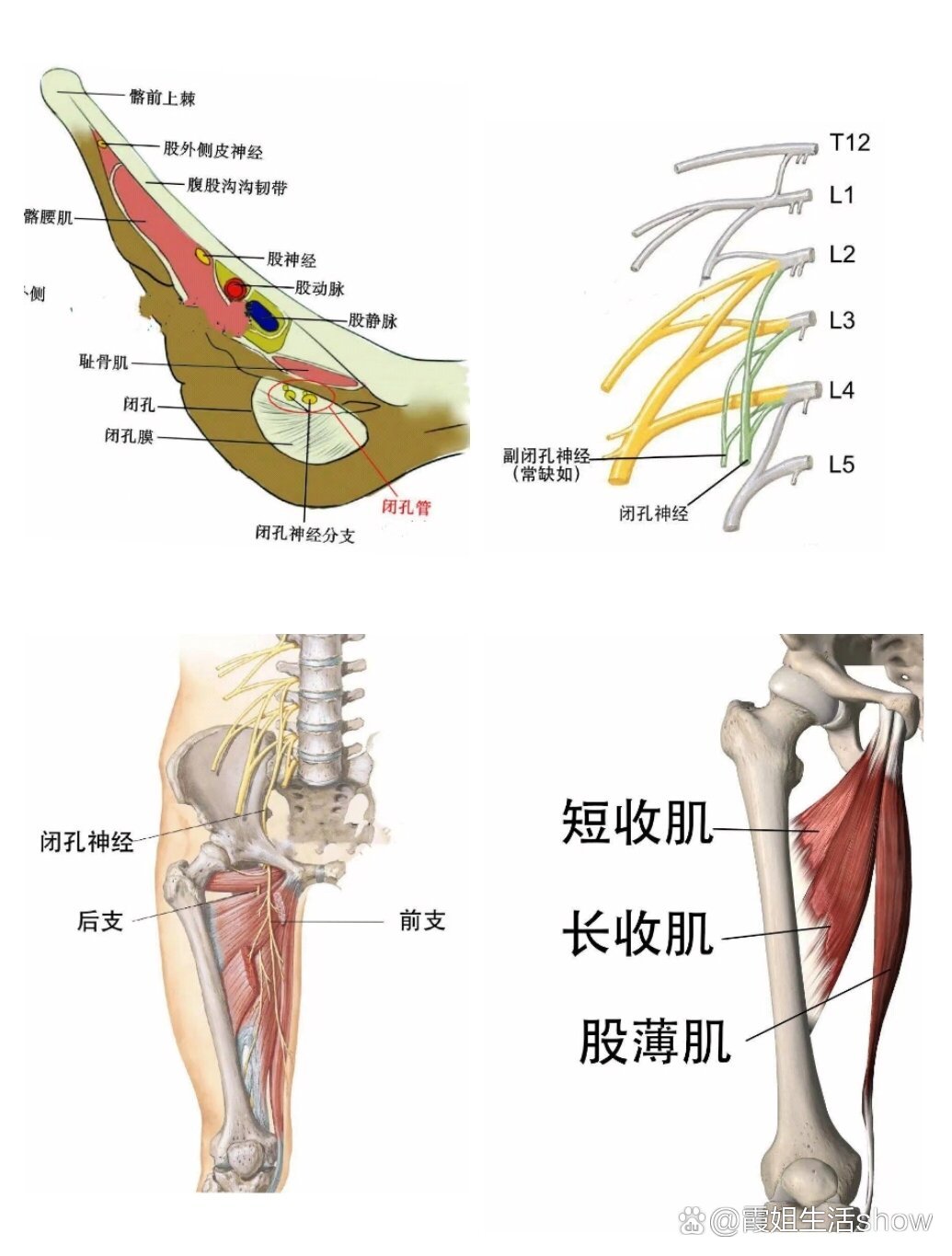 骨盆闭孔斜位图片