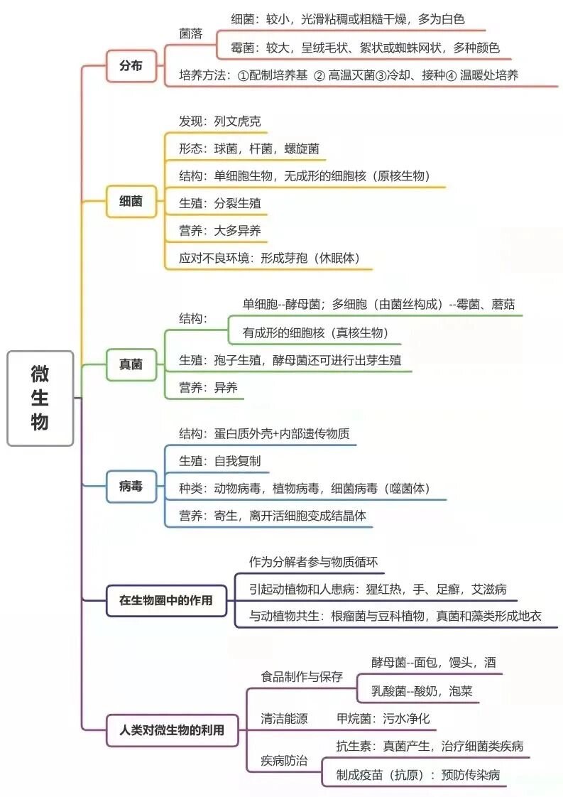 细菌生殖方式图片