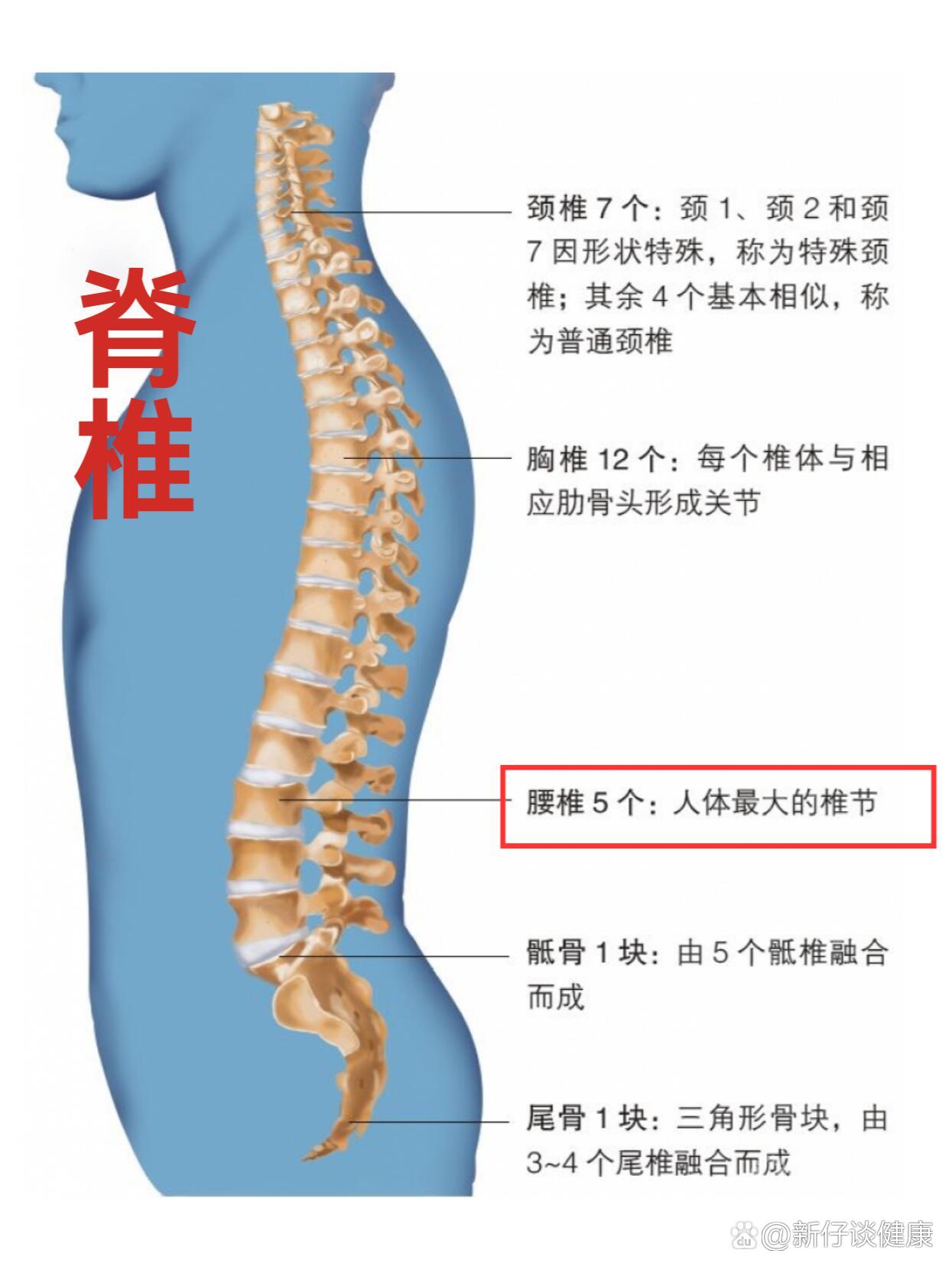 腰椎一至五节图片大全图片