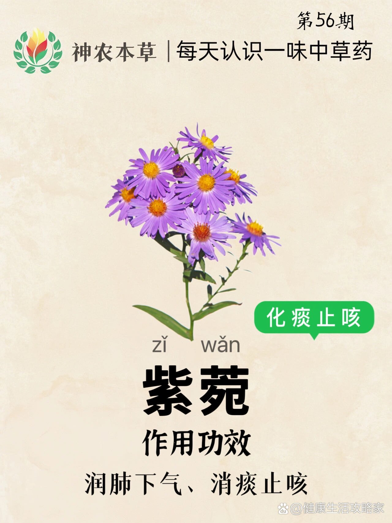 第56期61每天认识一味中草药|紫菀