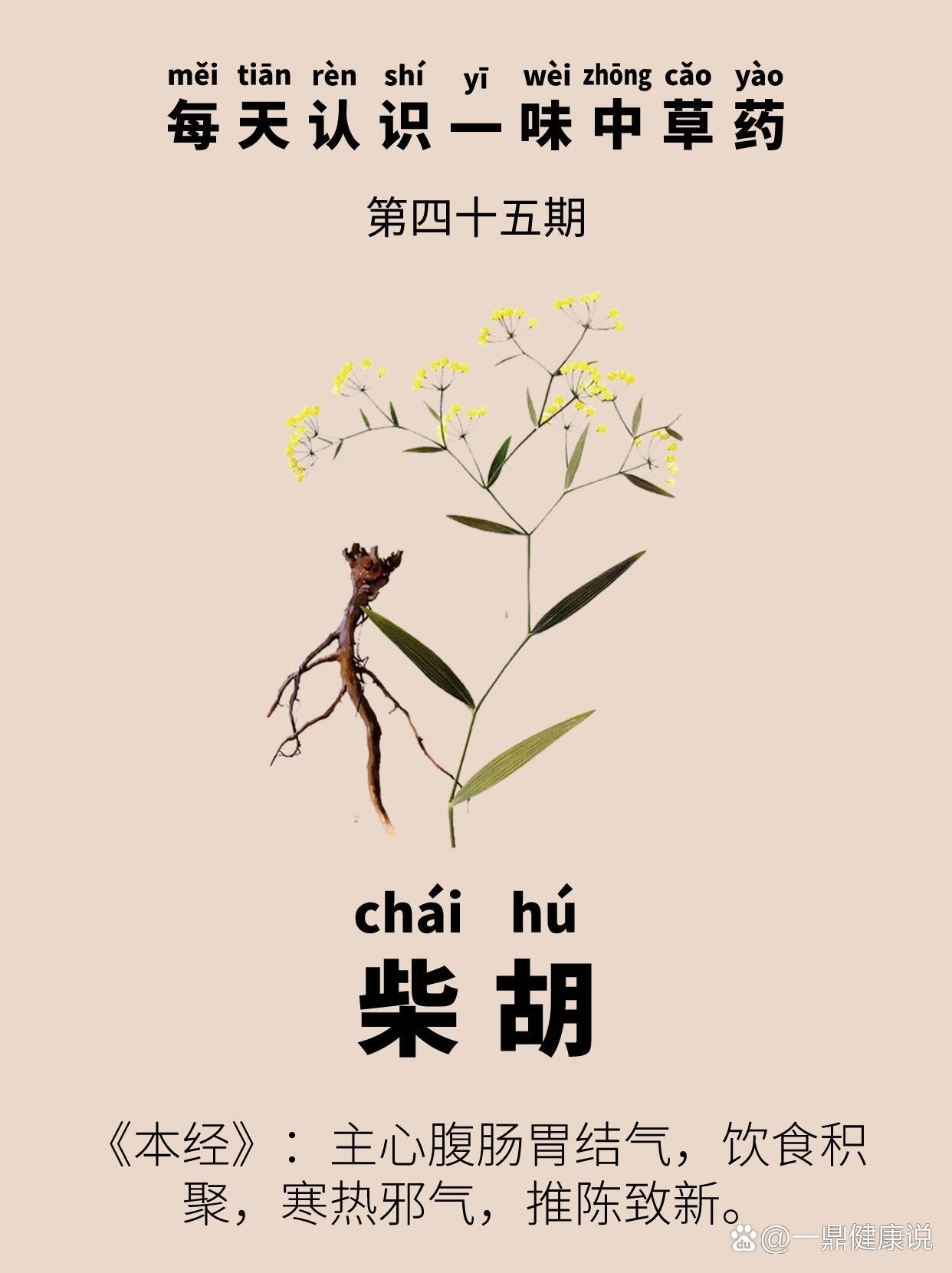 每天认识一味中草药|柴胡
