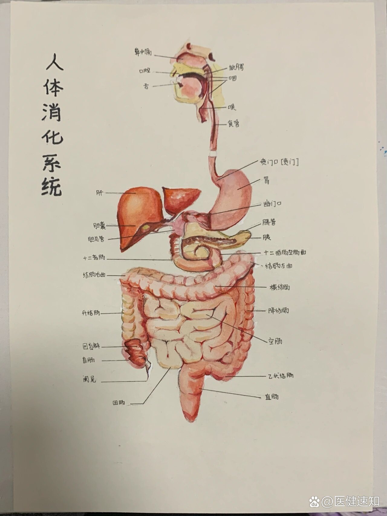 人体器官生物绘画图片