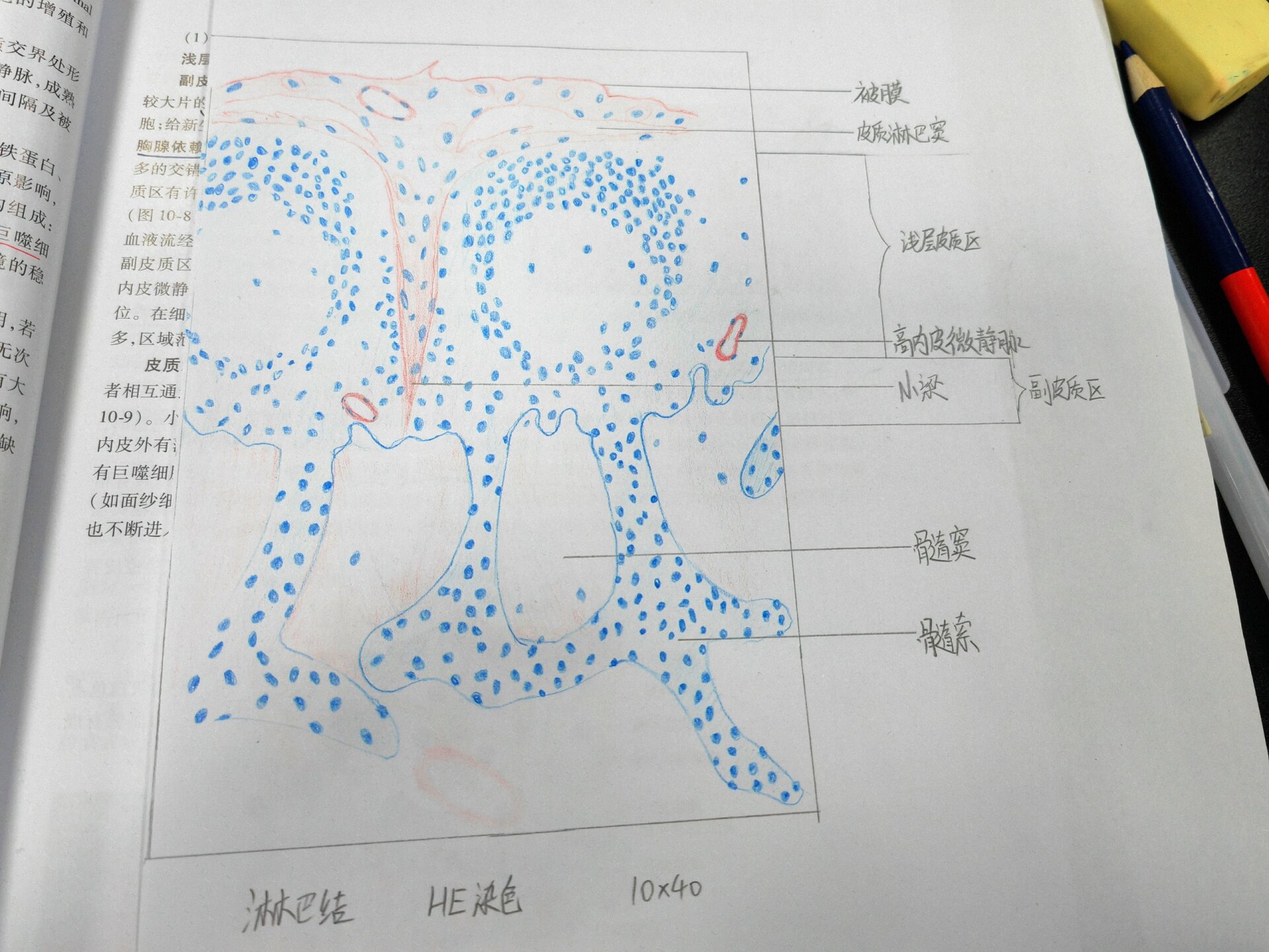 淋巴结红蓝铅笔绘图