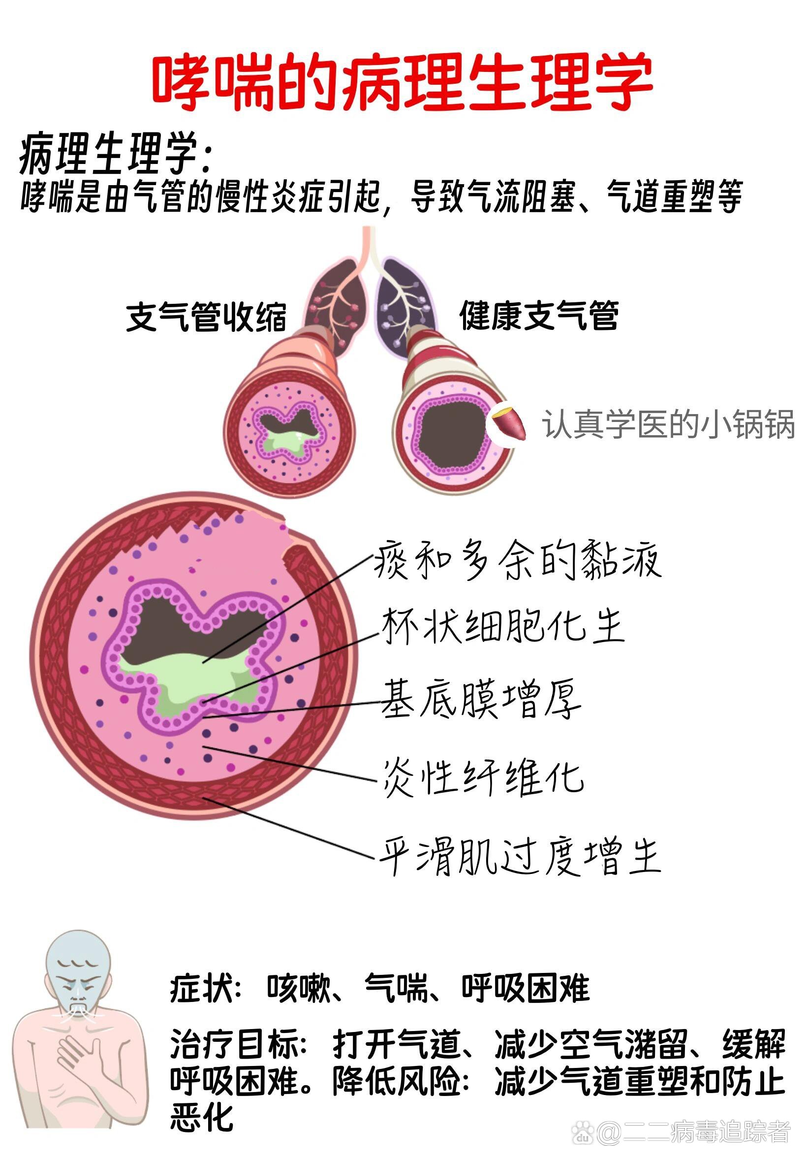 正常肥大细胞图片图片