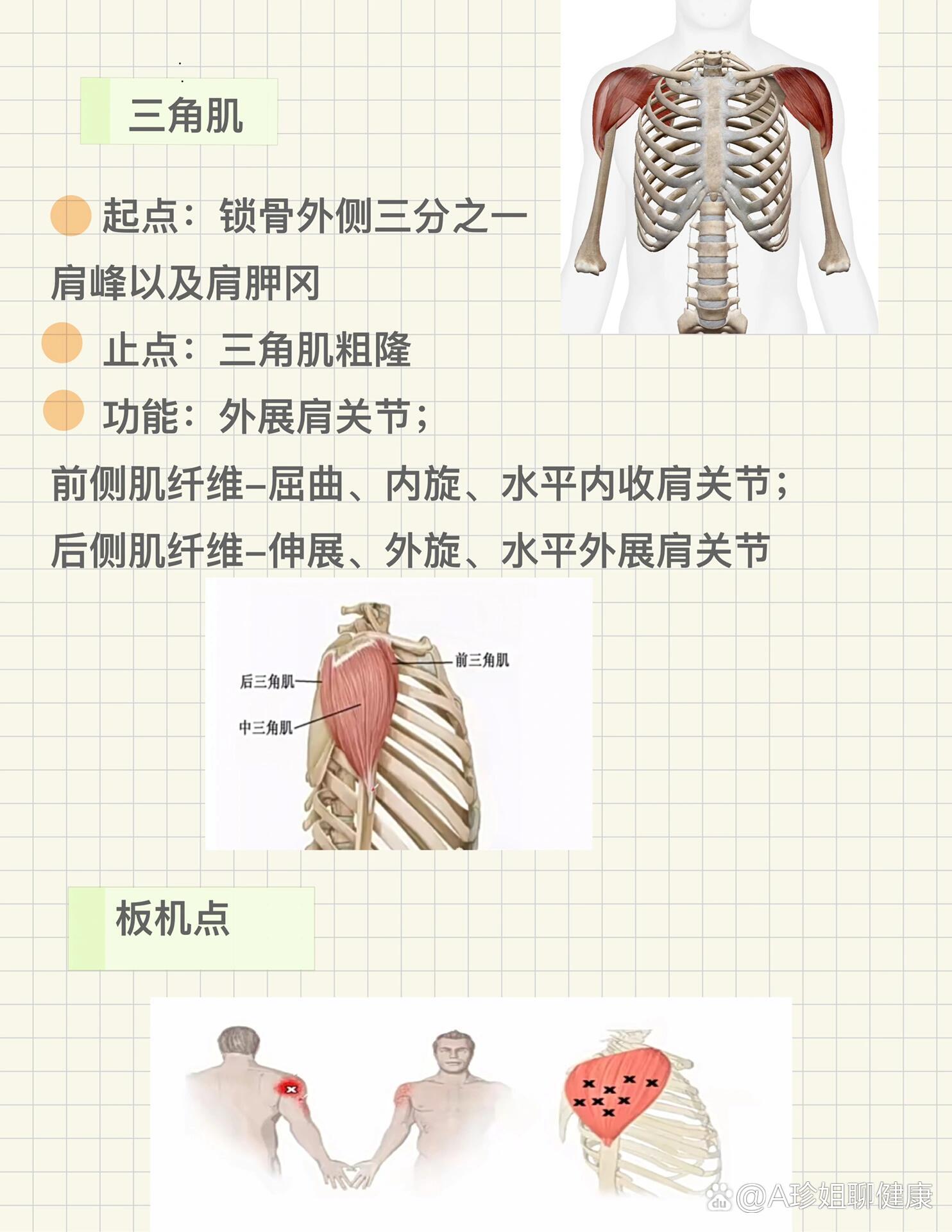 三角肌外翻图片