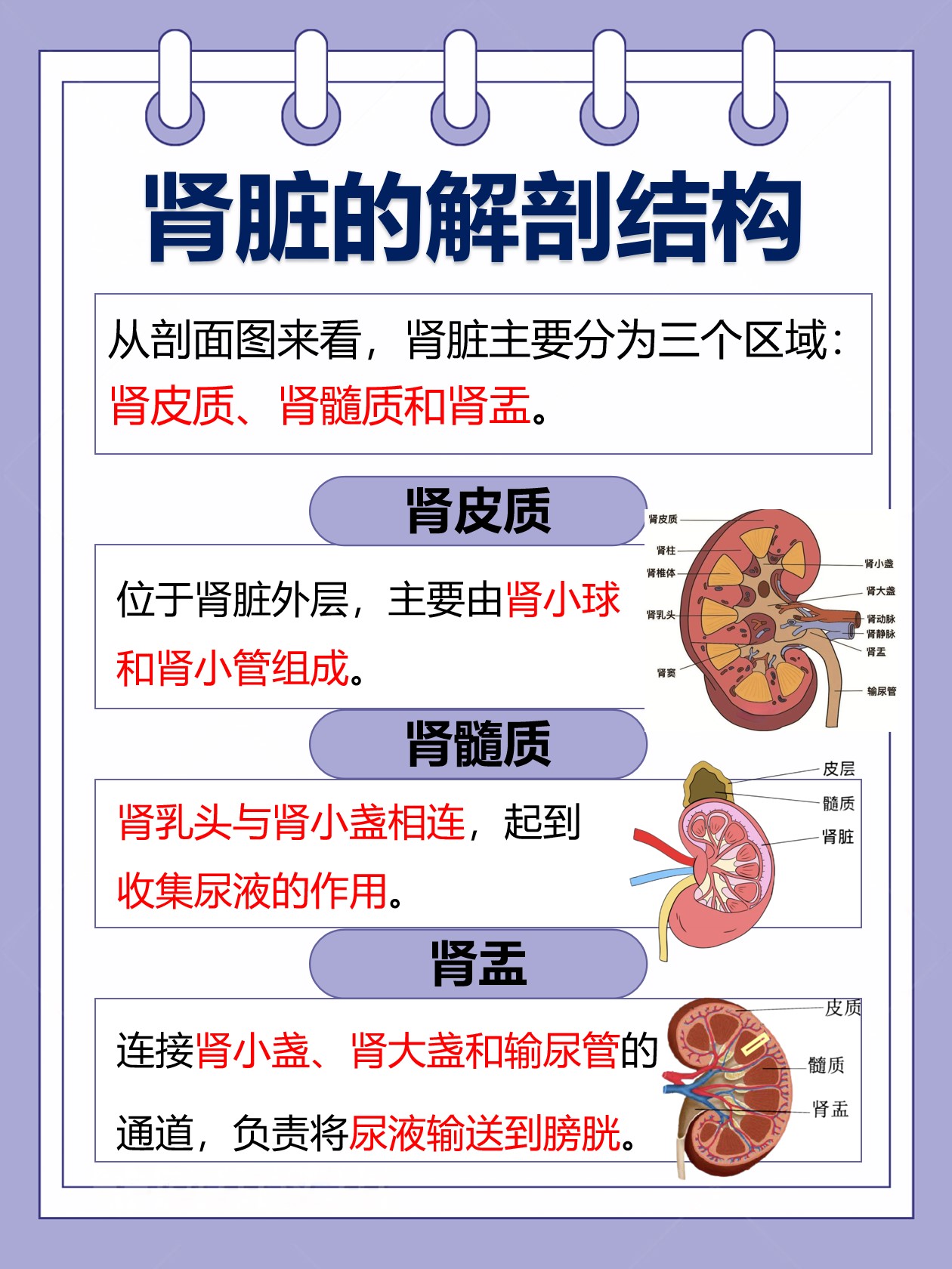 通过肾剖面结构框架图