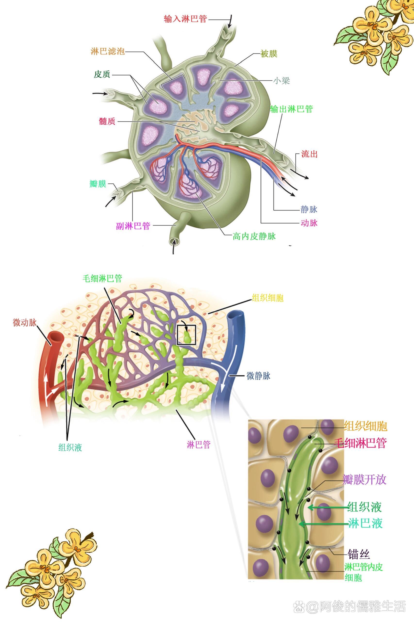 一张图记住淋巴系统重要解剖
