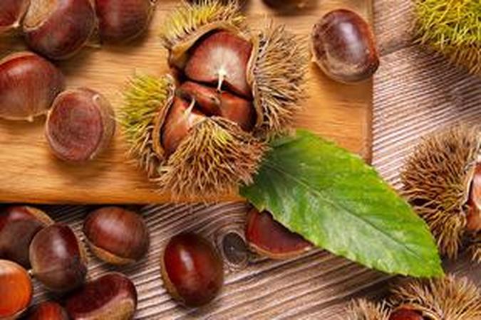 板栗和马栗傻傻分不清？小心“高仿”毒果误入口！