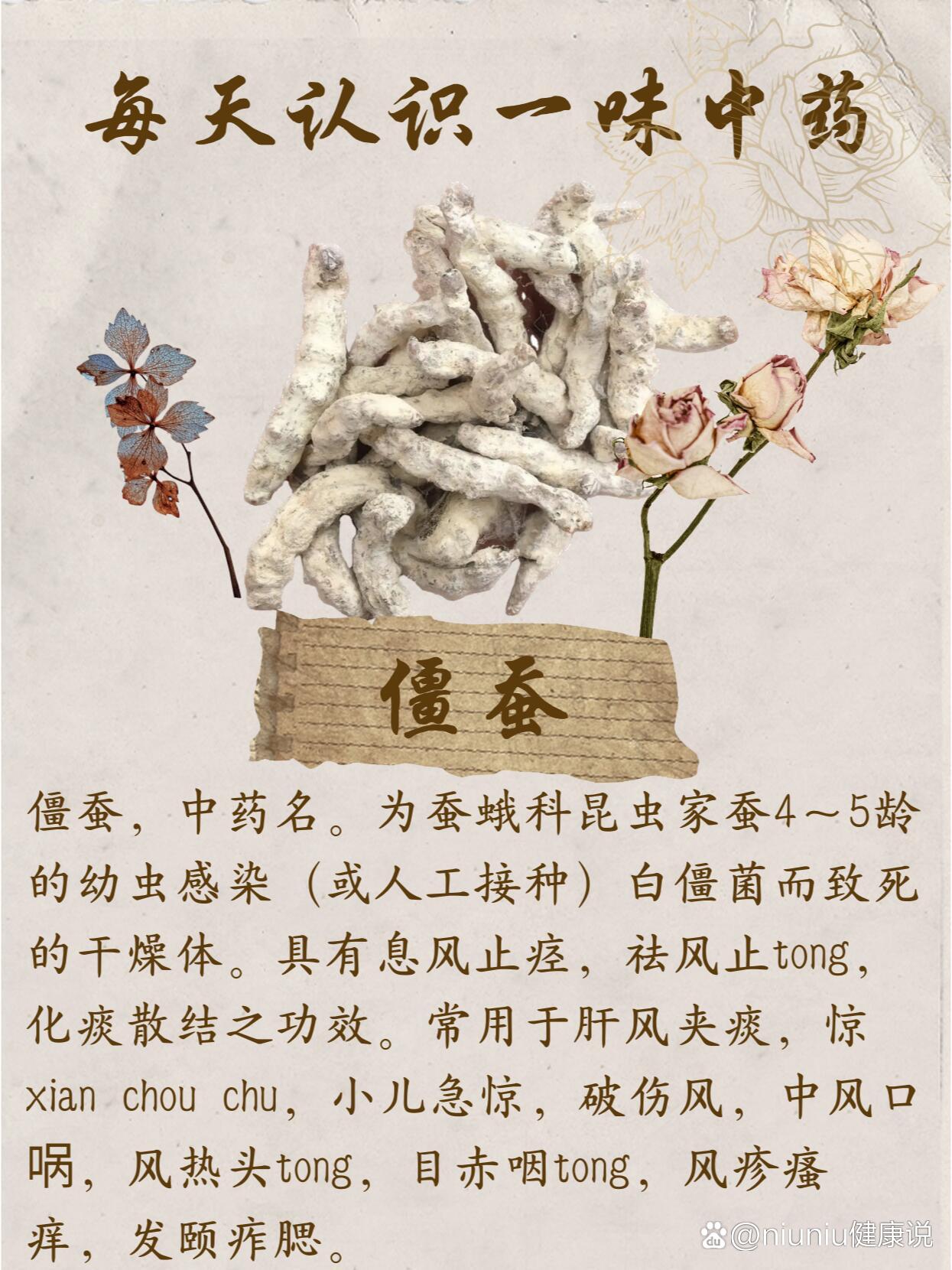 每天认识一味中药