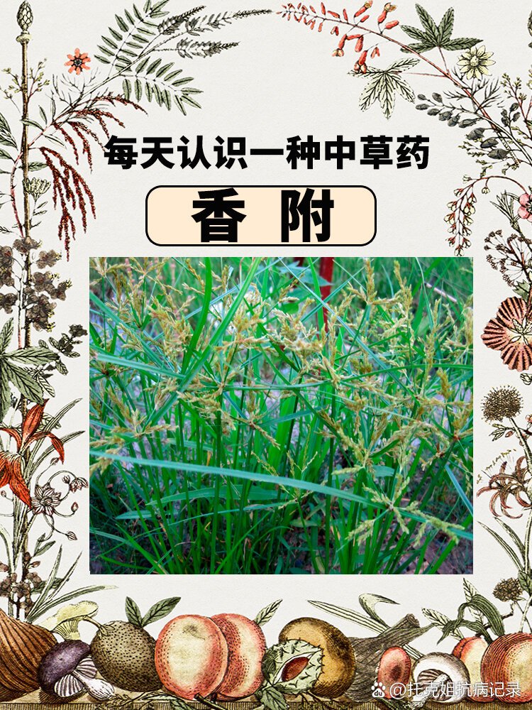 fù  br>【英文】rhizoma cyperi  br>【别名】雀头香,莎草根,香附子