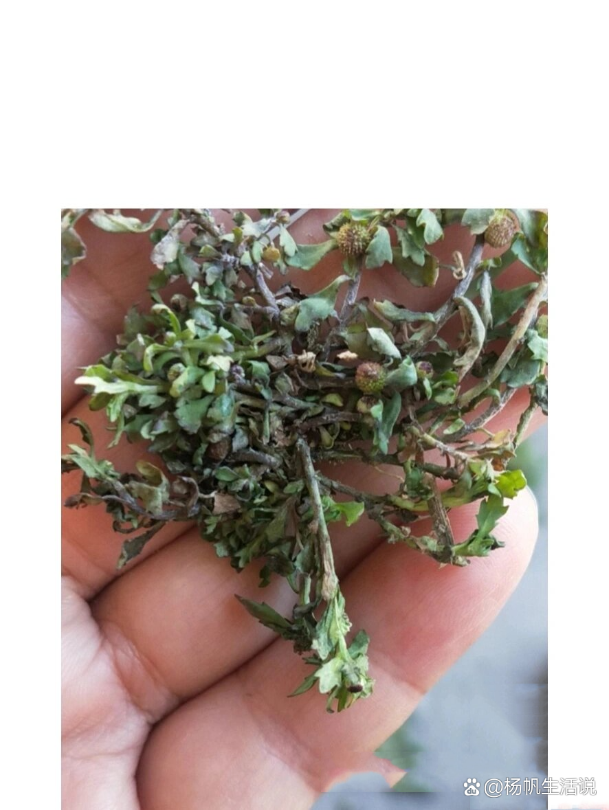 治疗鼻炎的草药有哪些图片治疗鼻炎用什么草药展治鼻炎草药鼻炎草冶什
