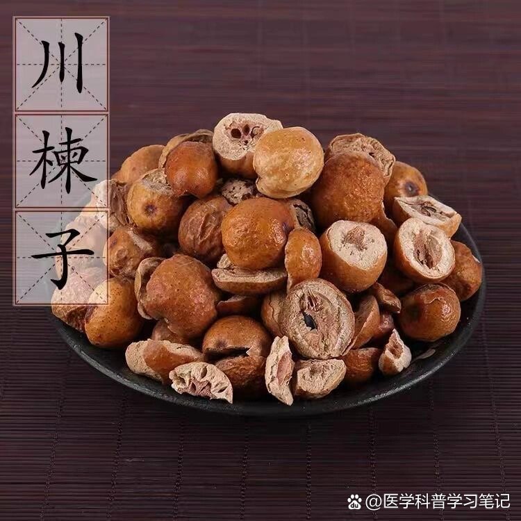 川楝子性味归经图片