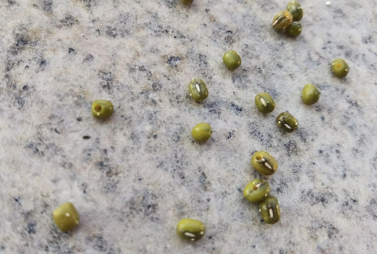 被虫子🐛钻洞的绿豆还能吃吗?