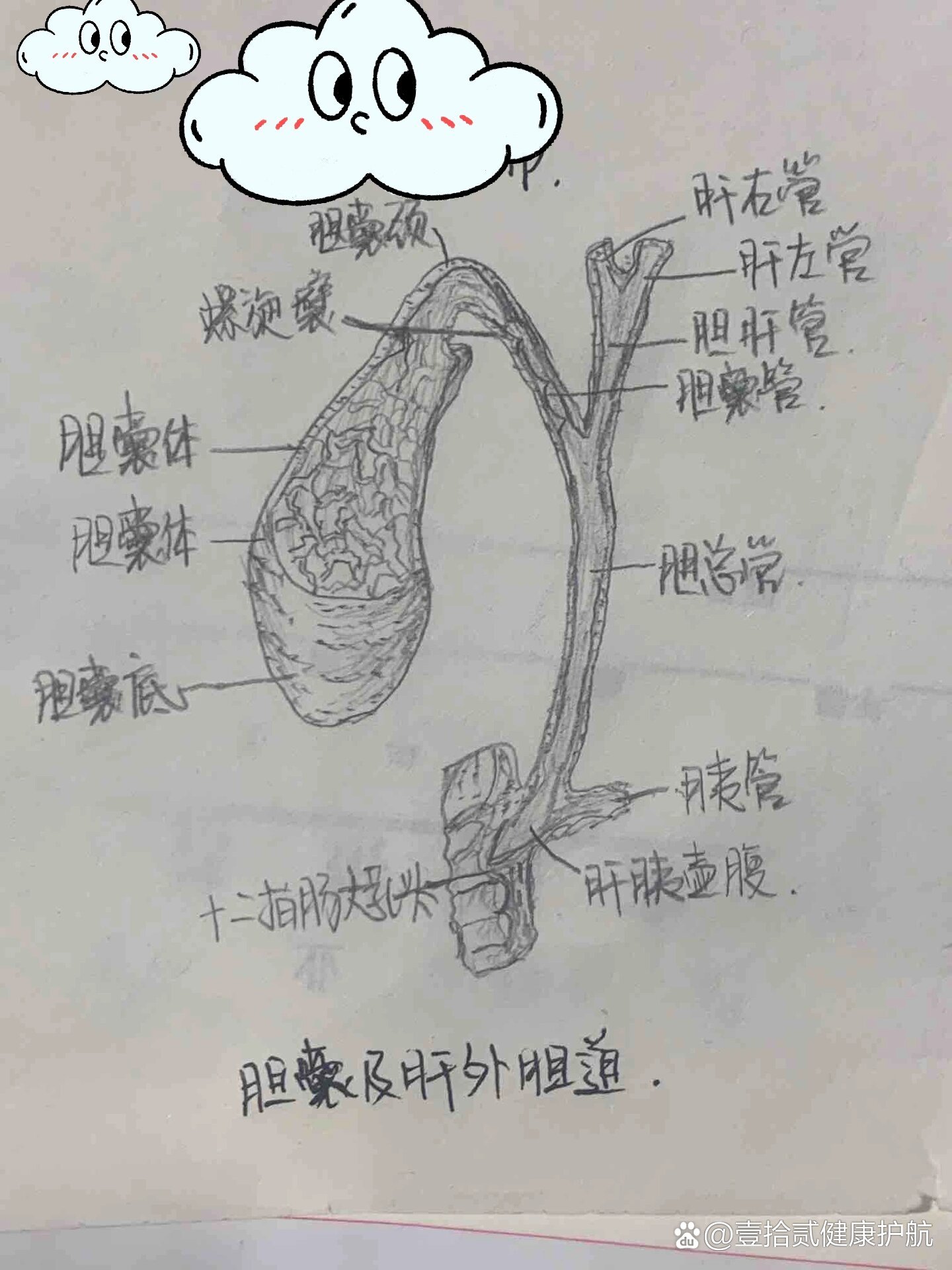 《人体解剖学》肝外胆道系统