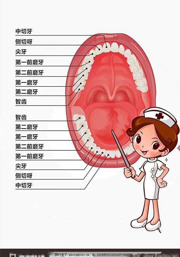 牙齿标记方法示意图图片