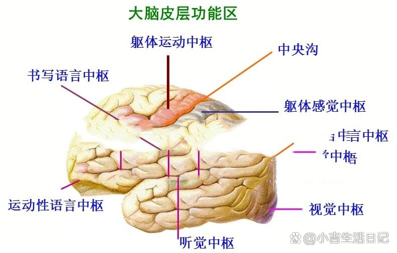 语言中枢