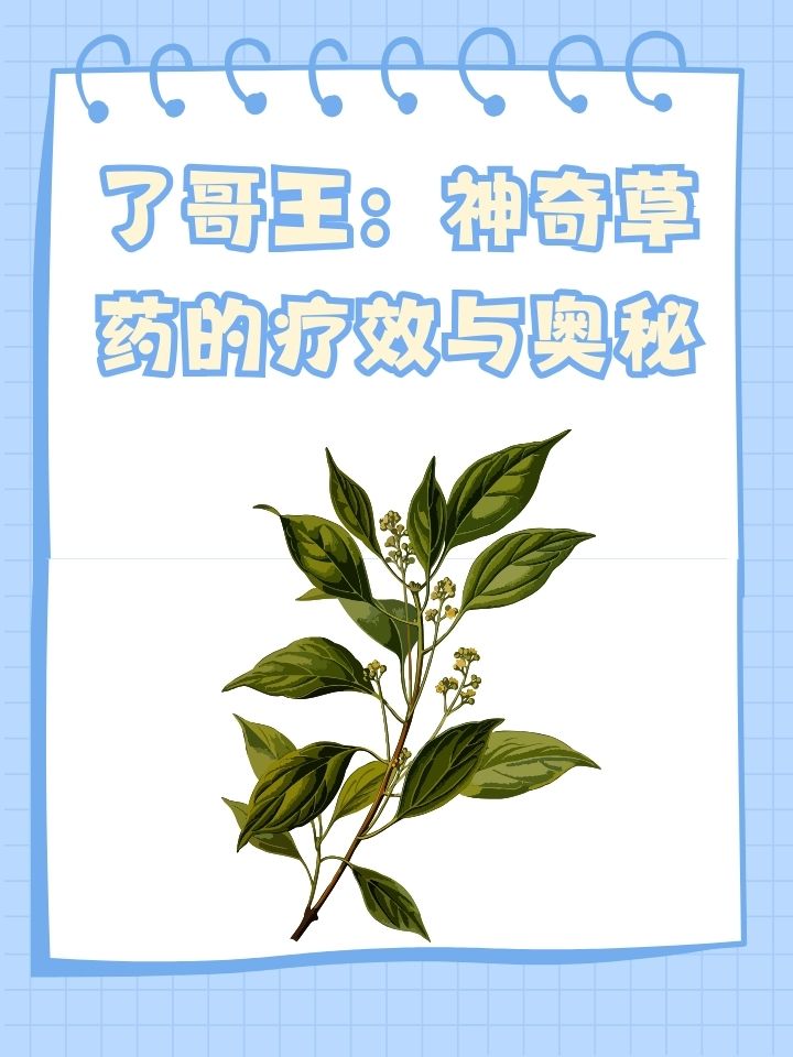 了哥王:神奇草药的疗效与奥秘