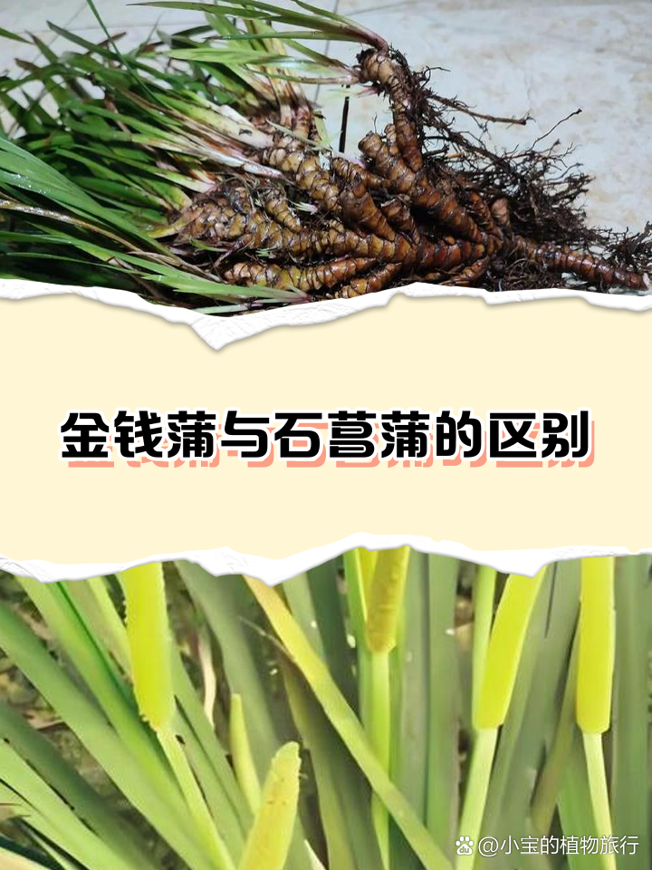 金钱蒲与石菖蒲的区别