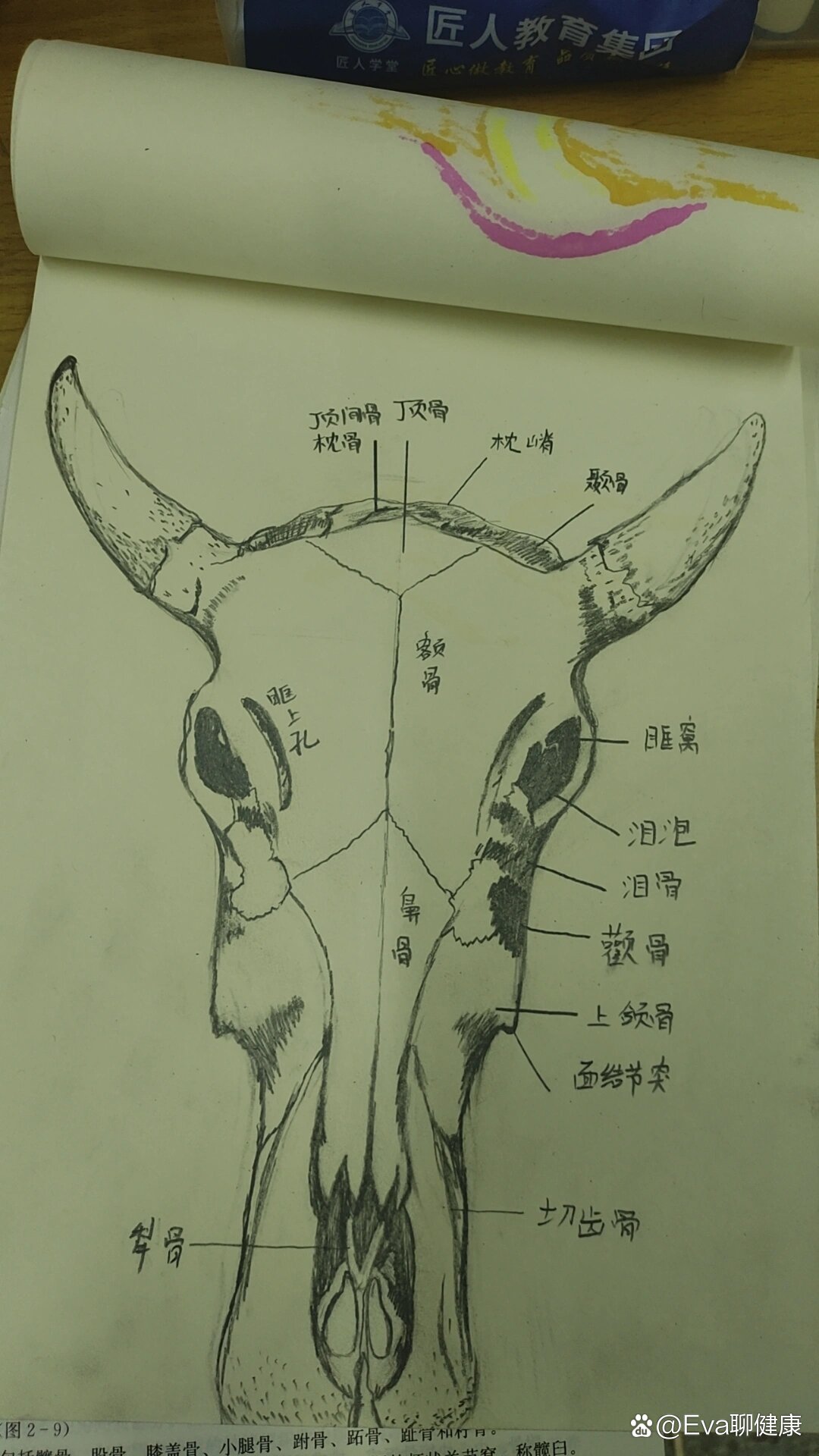 牛骨骼的结构图名称图片