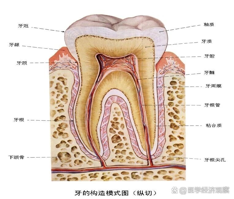 口腔解剖学　第2版 实用口腔解剖学图谱（第2版） - Yami.com