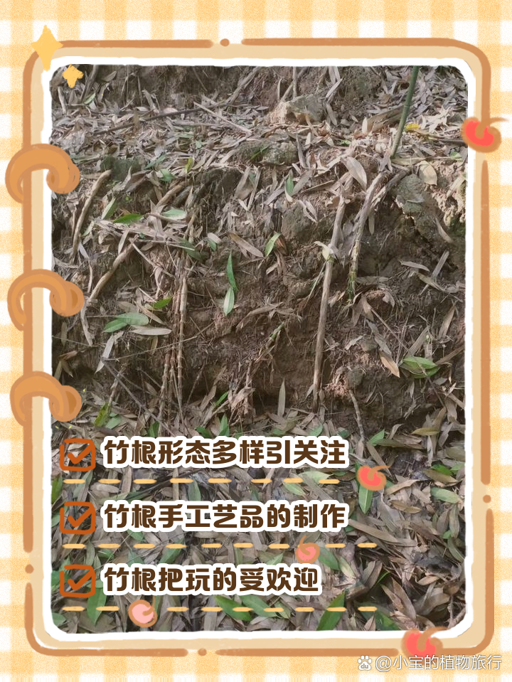 竹根的多样魅力与用途