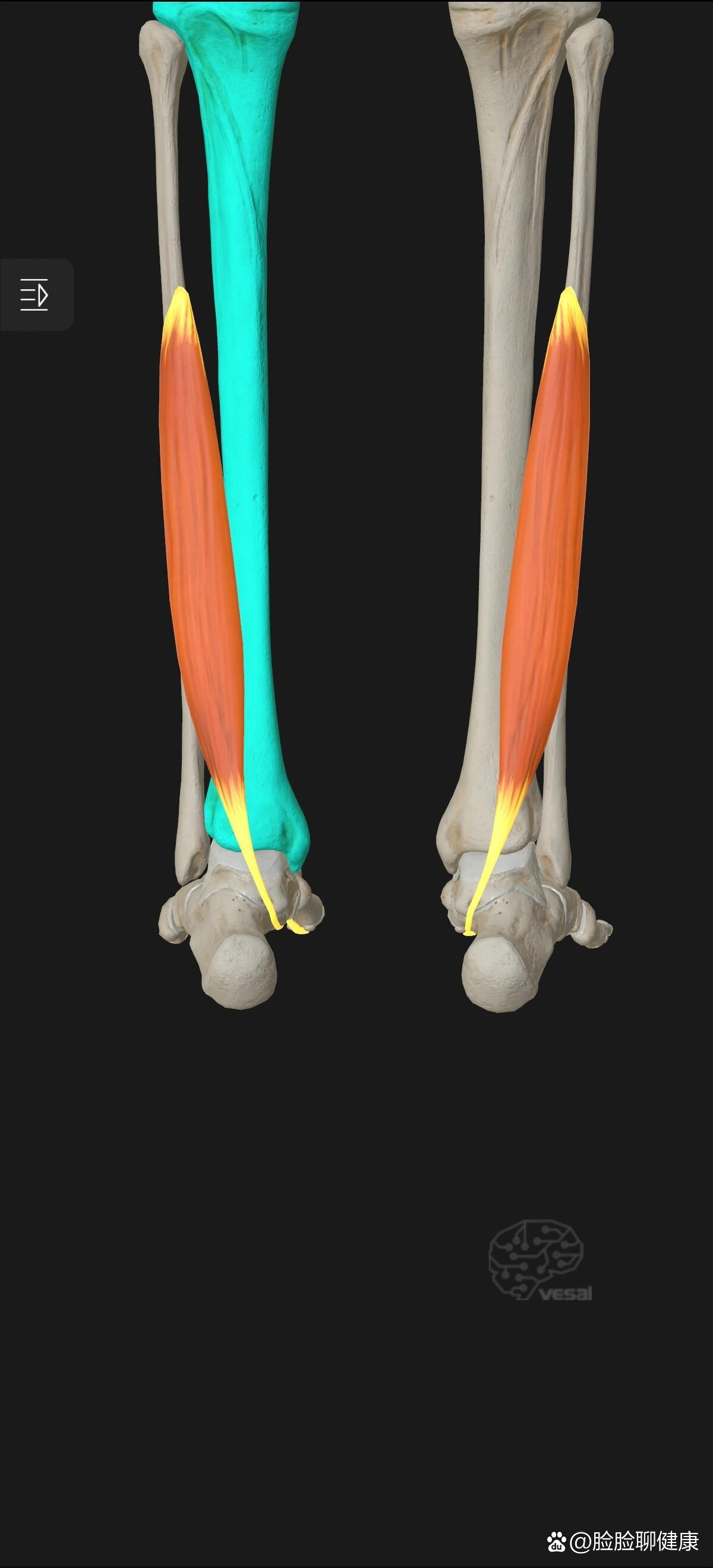 足骨间肌图片