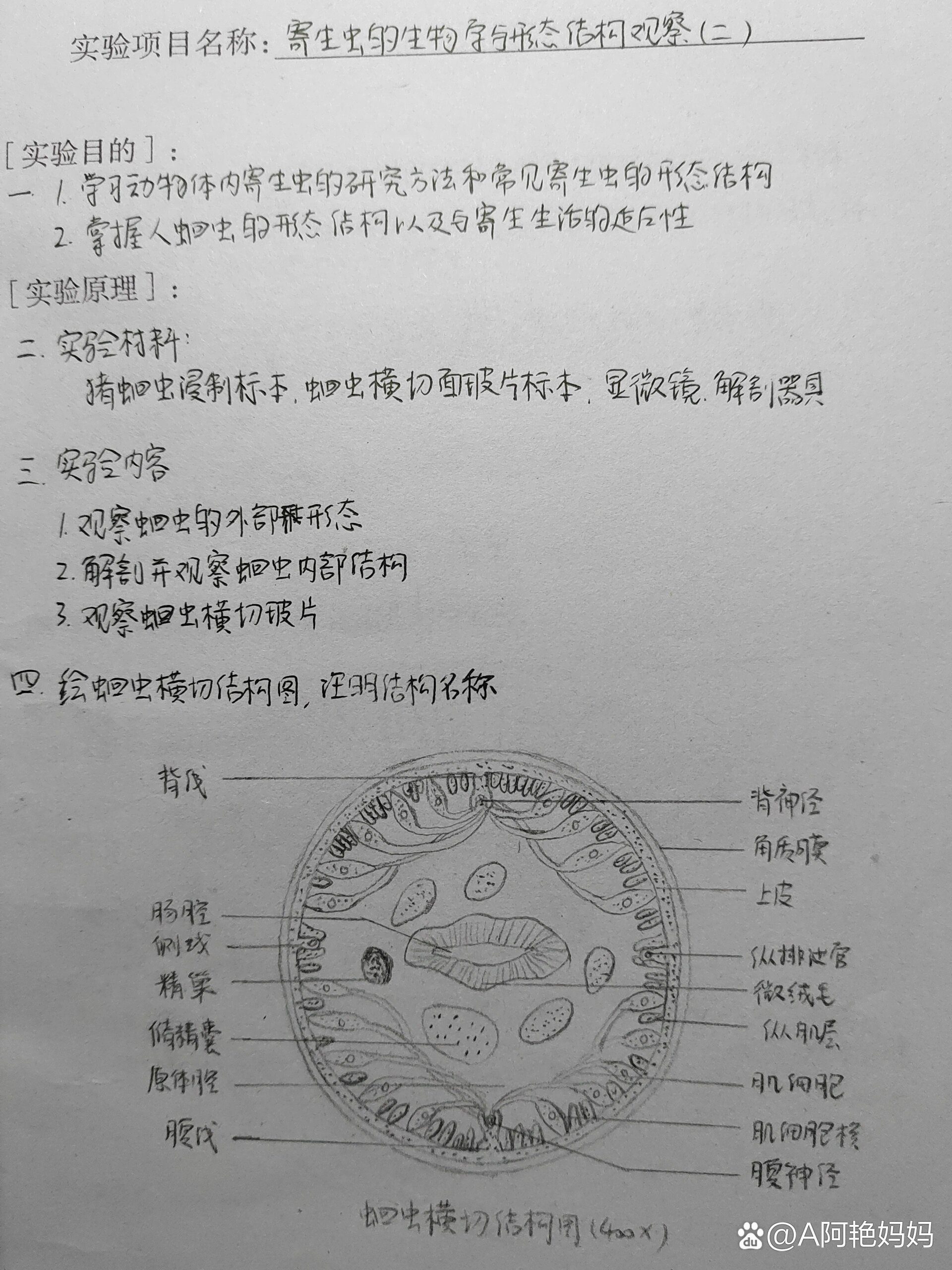 蛔虫横切结构图