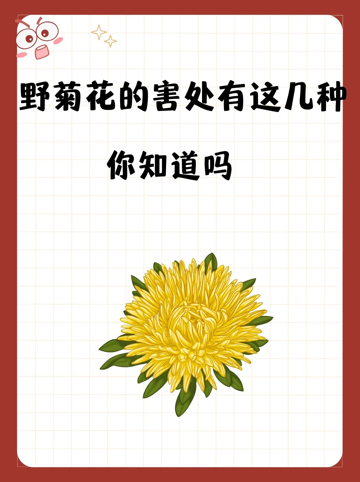 野菊花的害处有这几种,你知道吗