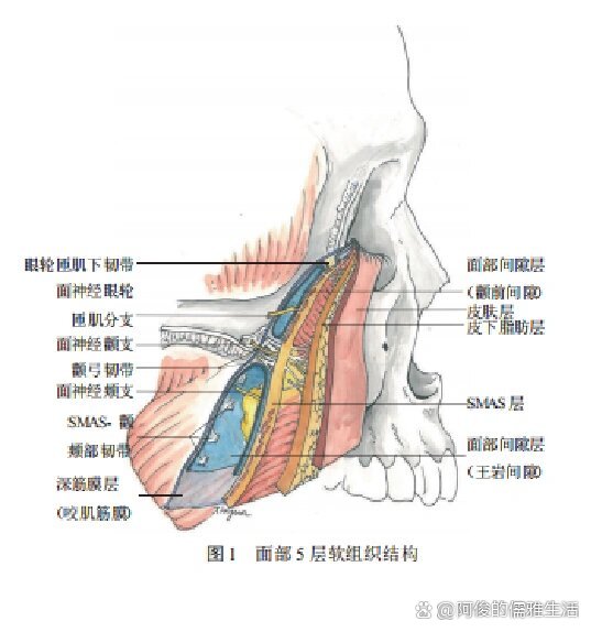 面部筋膜结构图图片