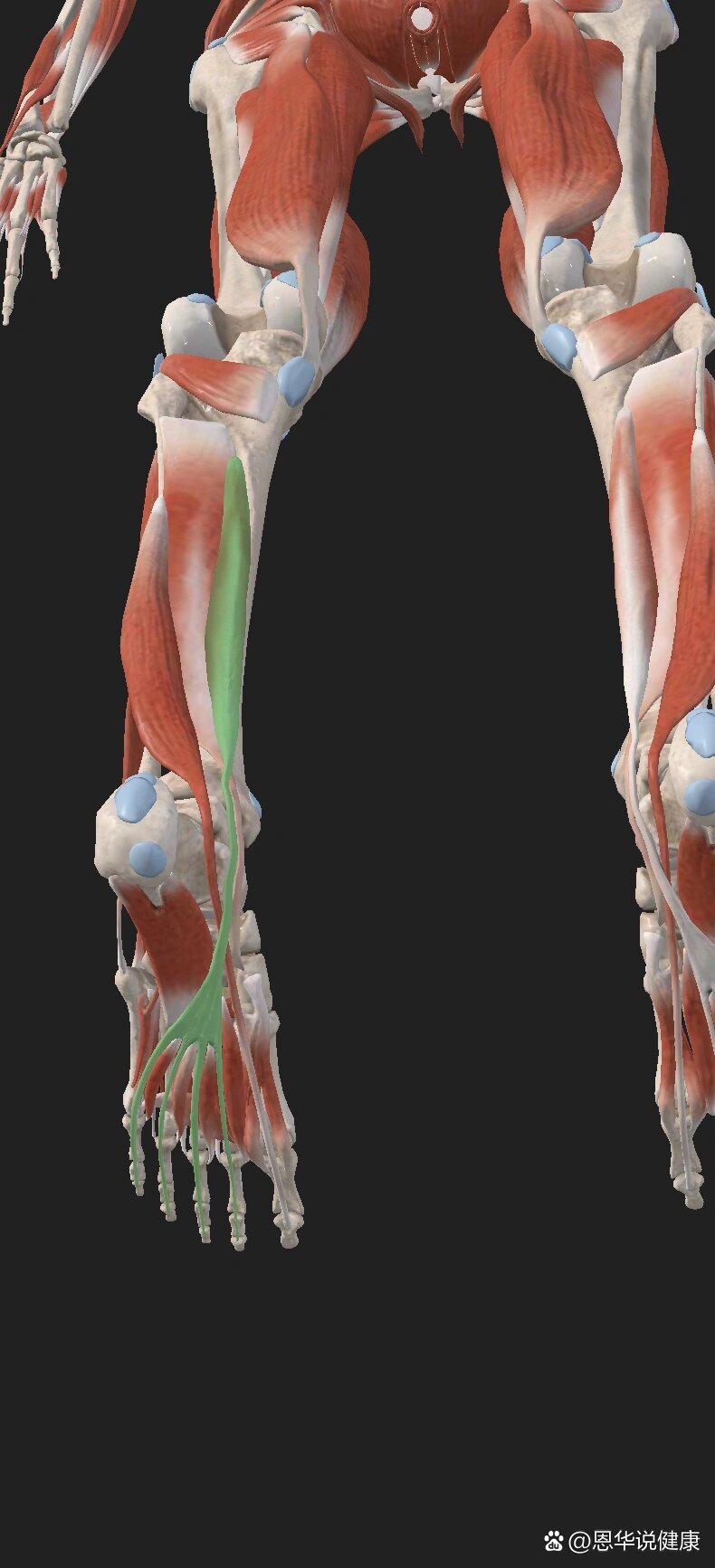 足部拇长屈肌图片