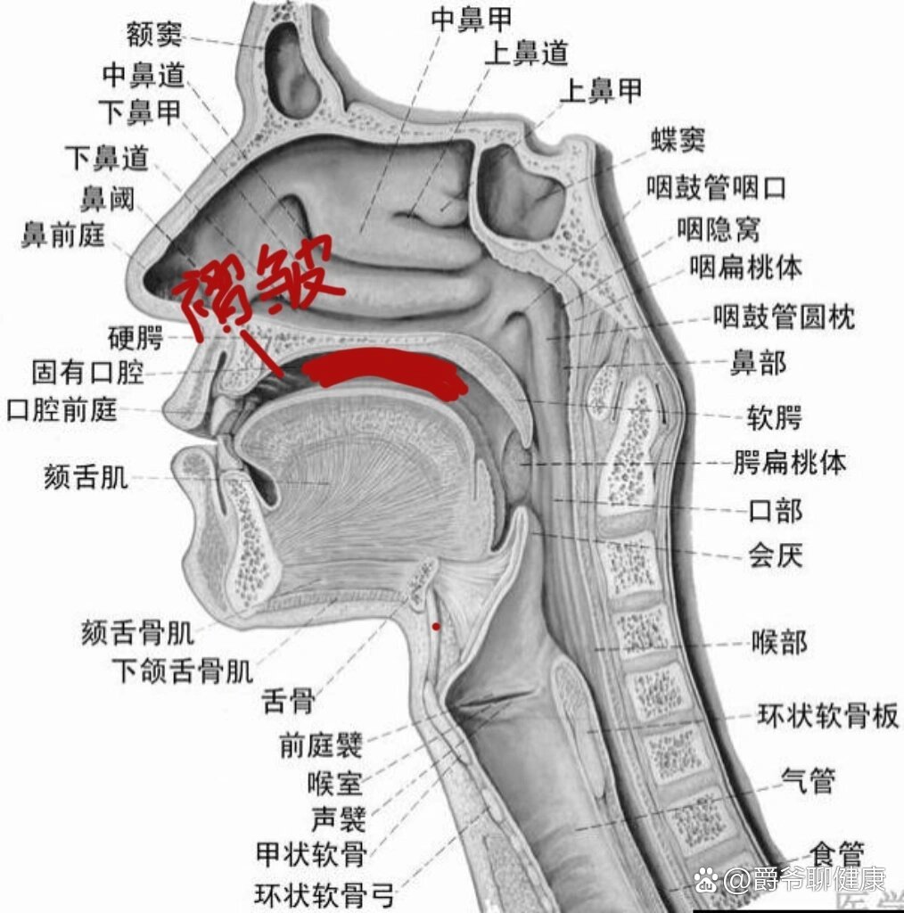 所以平时我就自己控制咬合,把牙齿放在正确的位置,时间长了上下门牙都