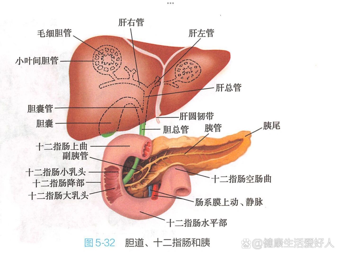 胰管和胆总管的解剖图图片