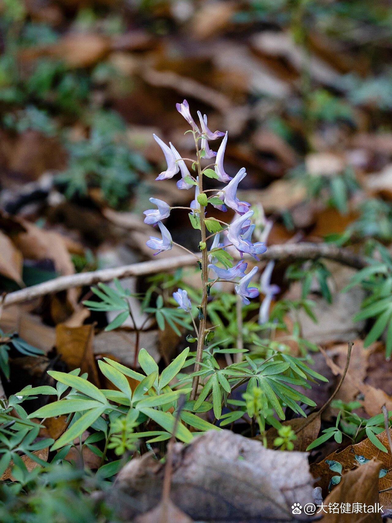 早春野花丨延胡索