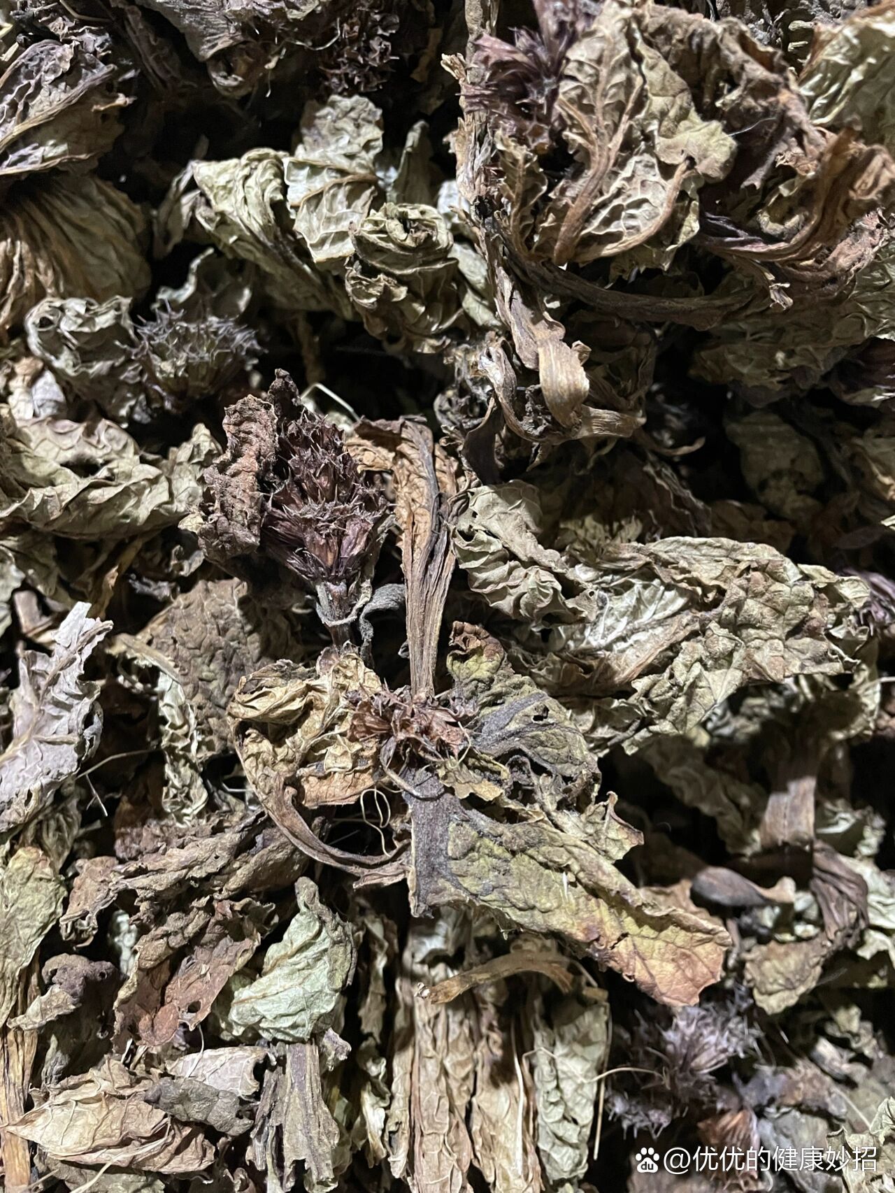 中药独一味