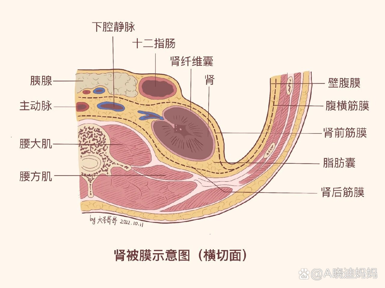 解剖图肾图片