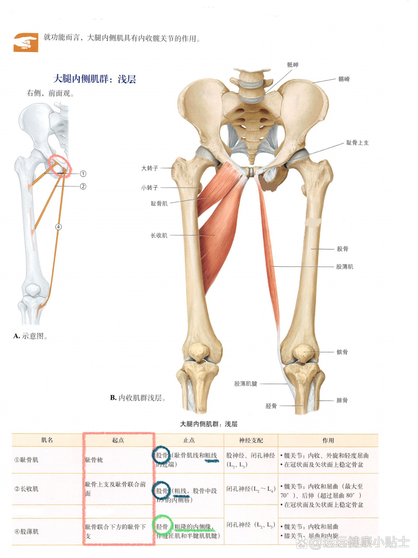 肌肉 髋关节内收肌