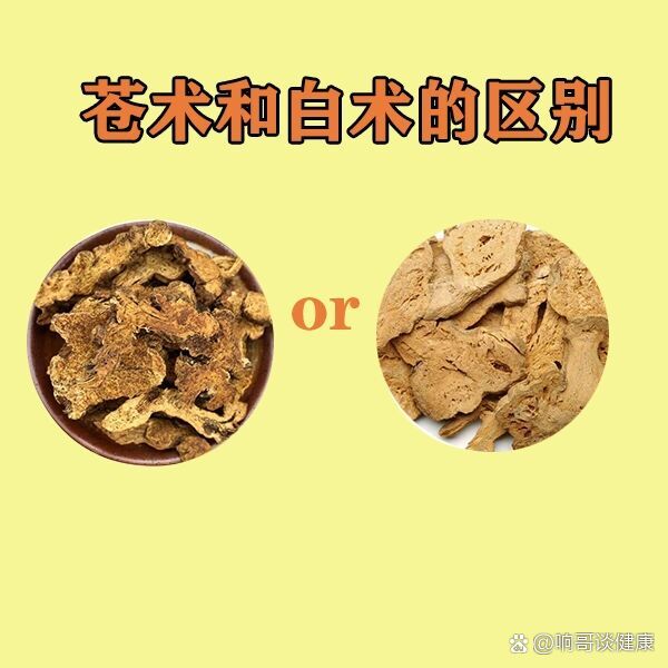 苍术与白术图片