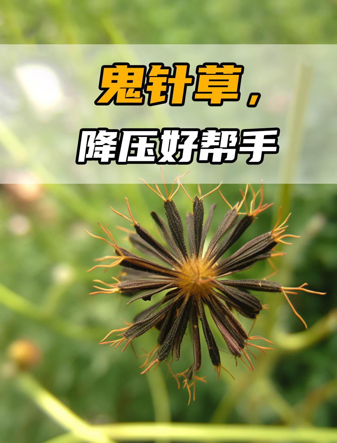 67鬼针草治疗高血压?这方法你值得拥有