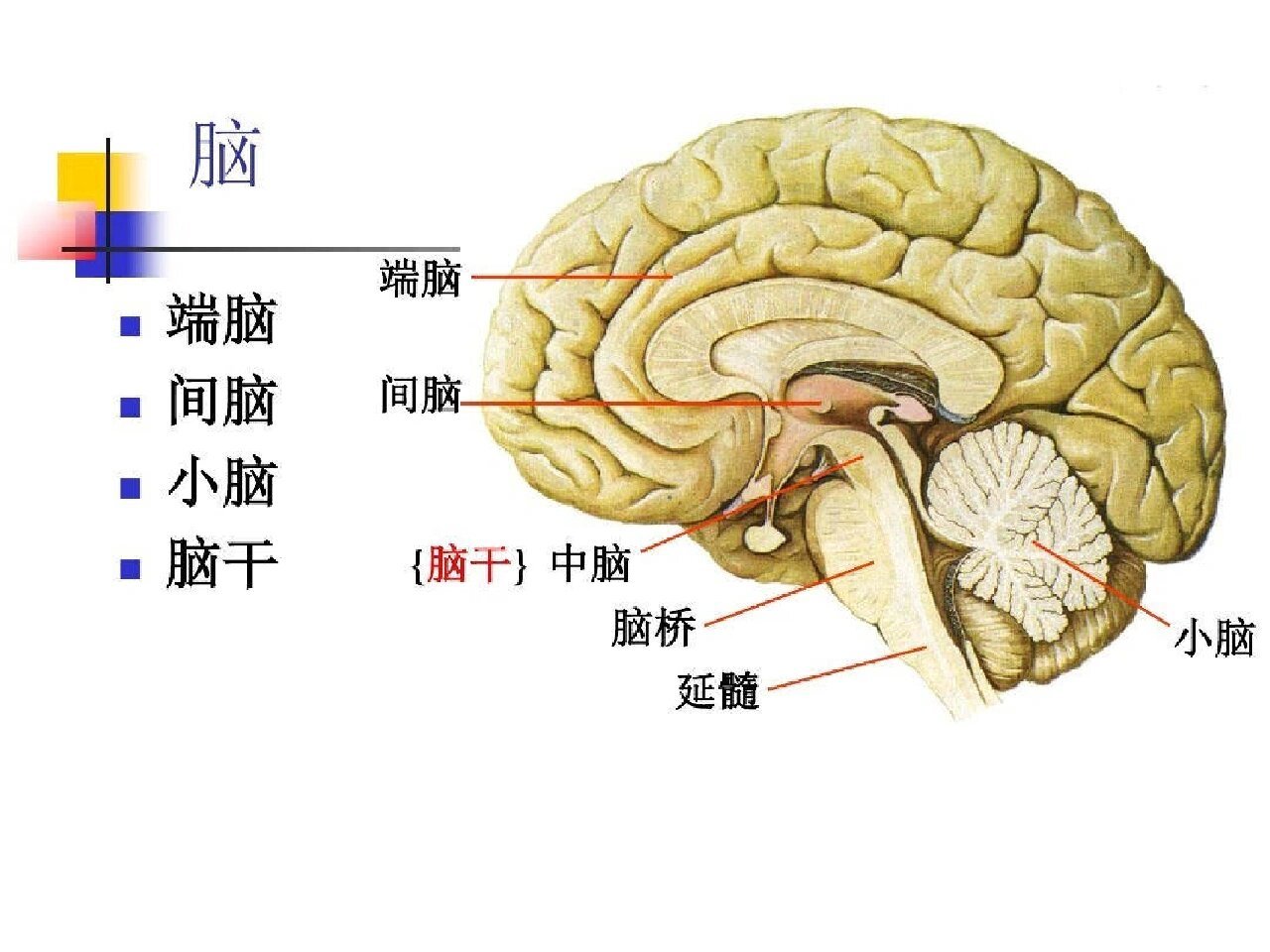 颅脑解剖结构