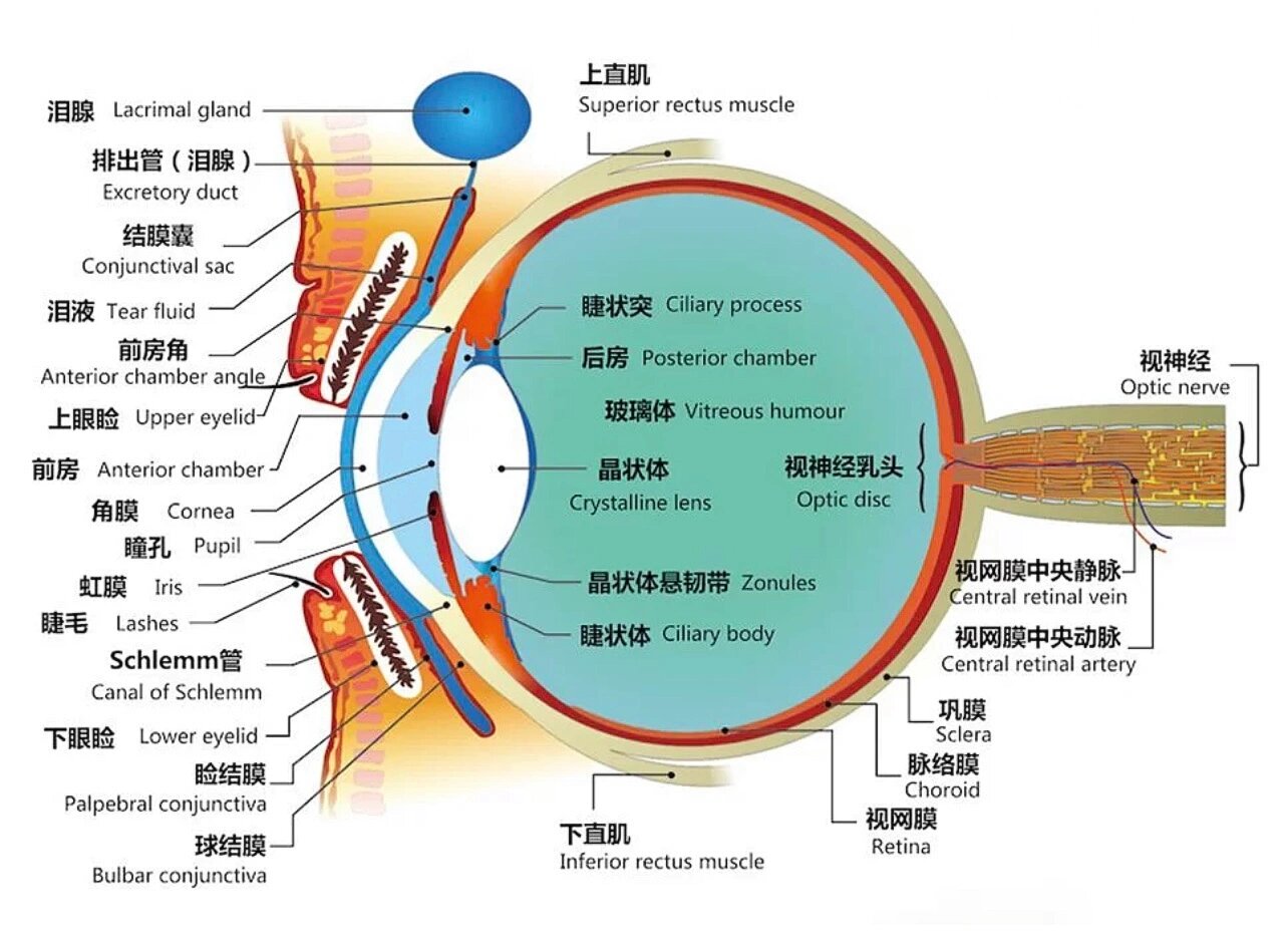 眼球的正面结构图图片