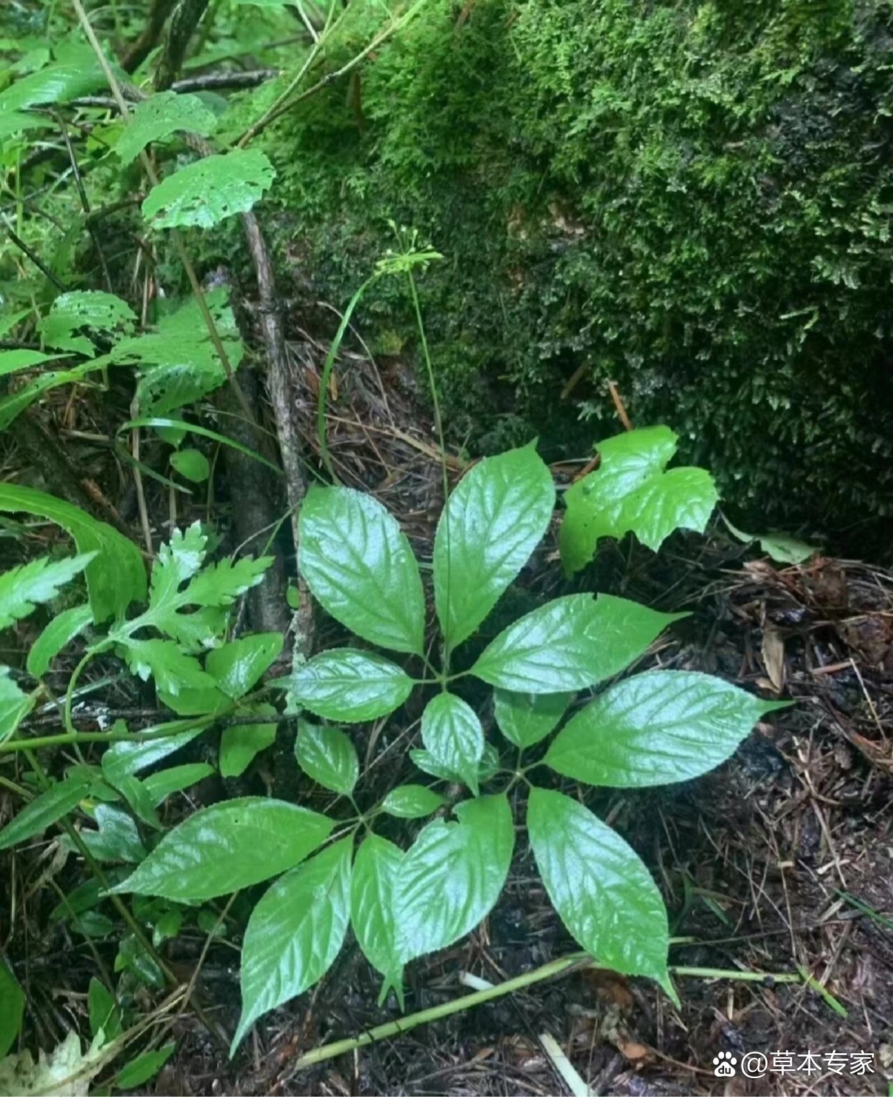 今日上山采药发现野生三七,补血活血化瘀,通经络,疏通血管.