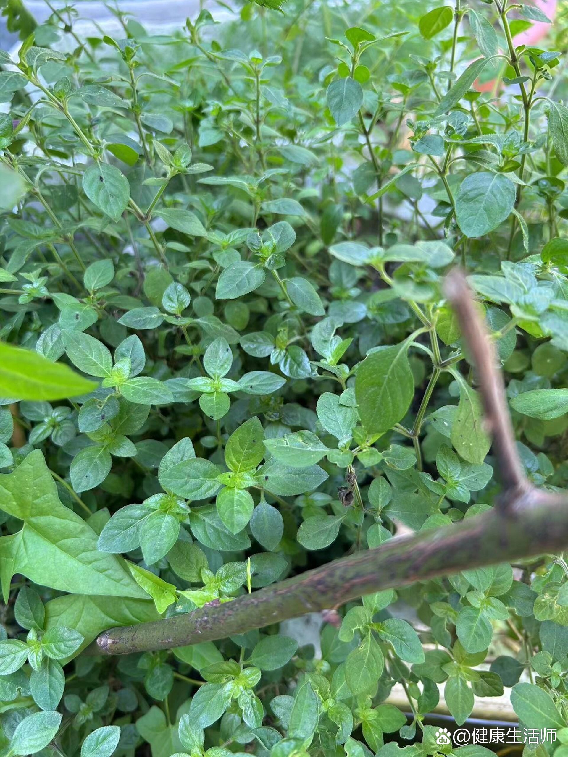 退烧草药