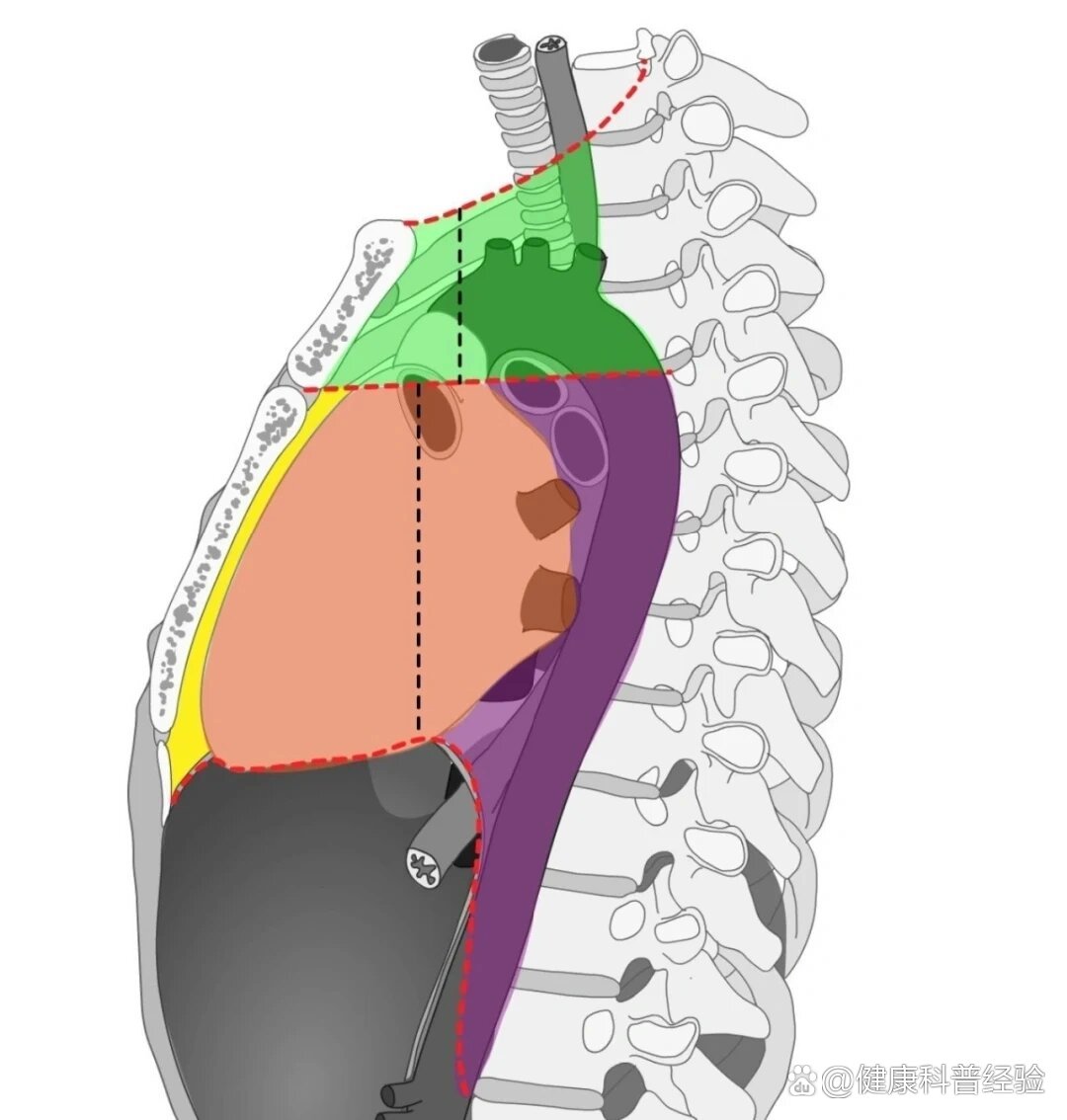 纵膈解剖示意图图片